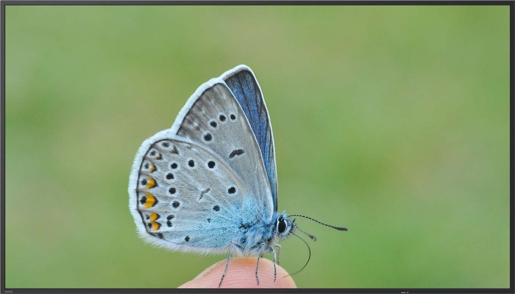 BENQ ST6504 65inch 4K UHD ADS Display 350 NITS ANDROID 14 18/7