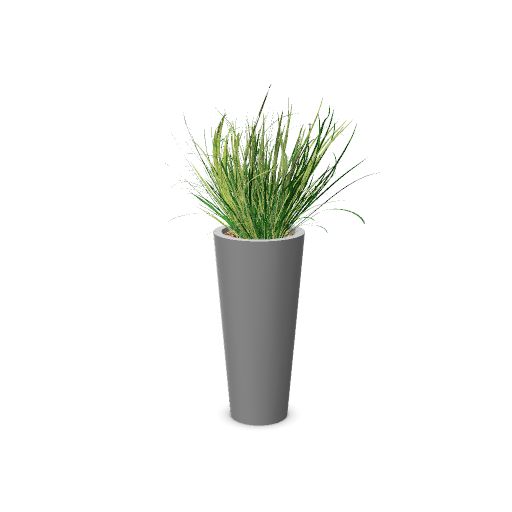 Plante + bac GRAMINEES