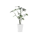 Bac métal KUB'O composition Philodendron